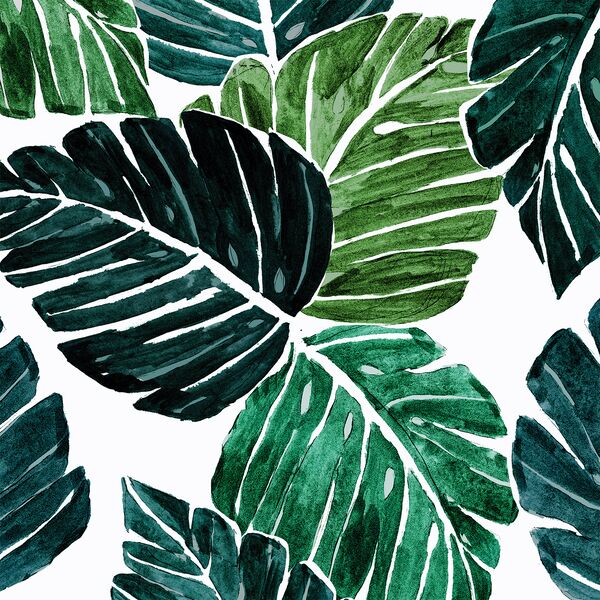 Monstera Leaves in Tropical
