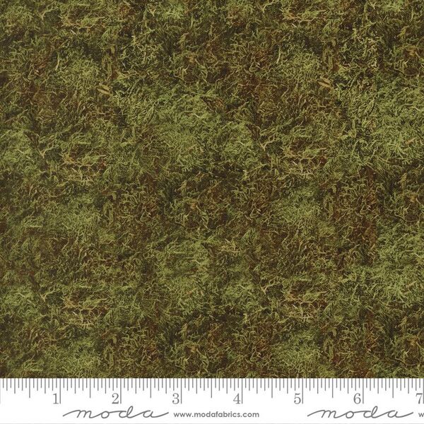 Moss in Grass
