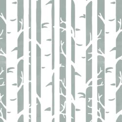 Birches in Eucalyptus