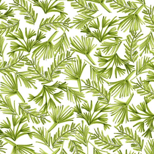 Large Palm Canopy in Growth