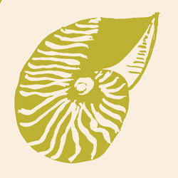 Large Siri's Shells in Citron