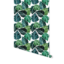 Monstera Leaves in Tropical