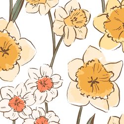 Large Daffodil Fields in Spring