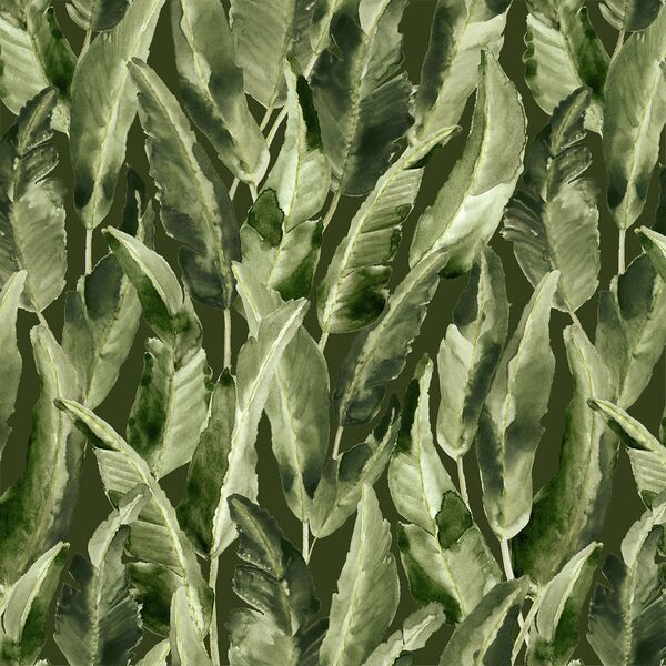 Wild Banana Leaf in Deep Jungle