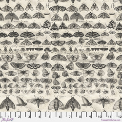 Moths in Charcoal