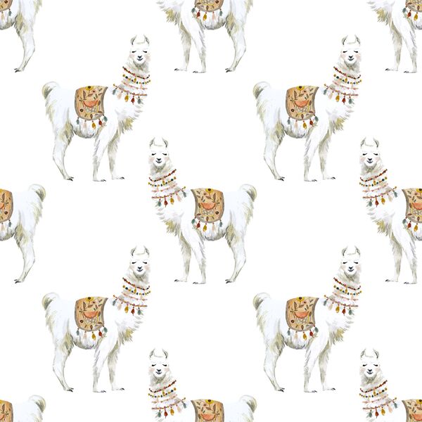 Llamas in White