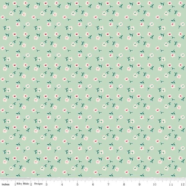 Daisy in Sage