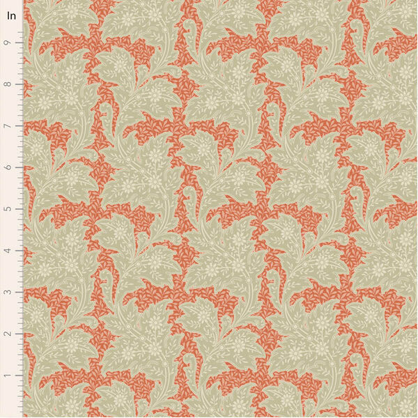 Stella in Coral