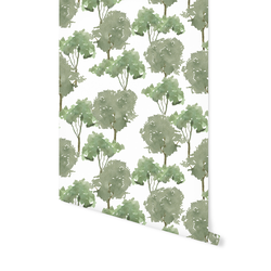 Treetops in Forest
