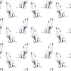 Little Arctic Wolf in White