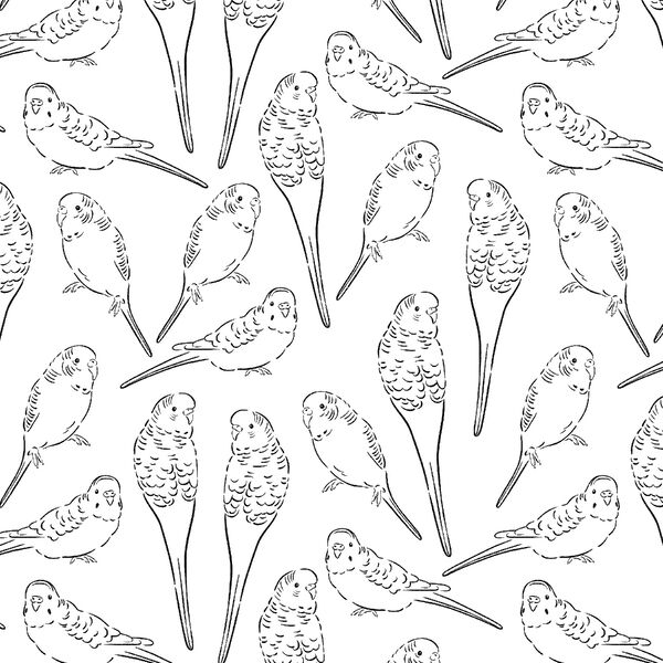 Parakeet Sketches in Notebook