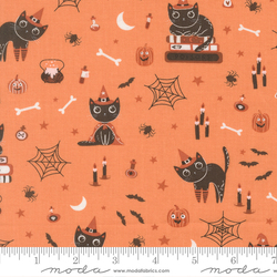 Cats in Pumpkin