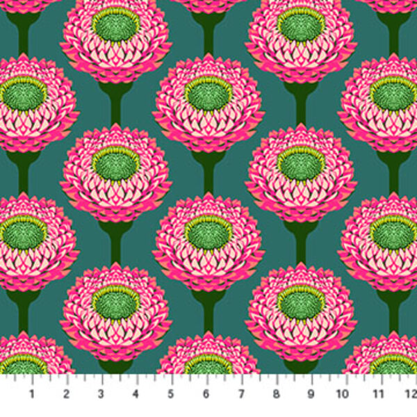 Strawflower in Bursting