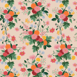 Dahlia in Blush