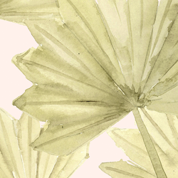 Large Dried Sun Palm in Dawn Pink