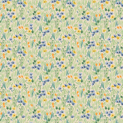 Iris in Cream
