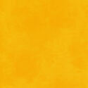Palette in Daffodil
