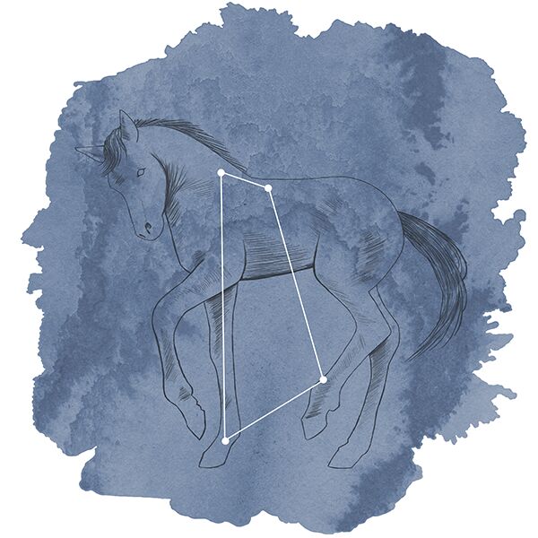 Equuleus Panel in Midnight