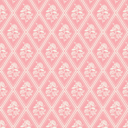 Rose Study in Pink