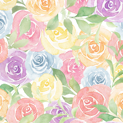 Cotton Candy Roses in Blooming