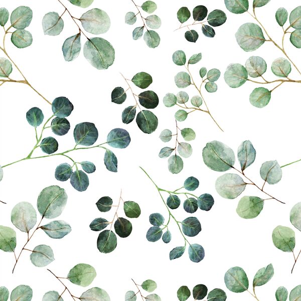 Eucalyptus Leaf in White