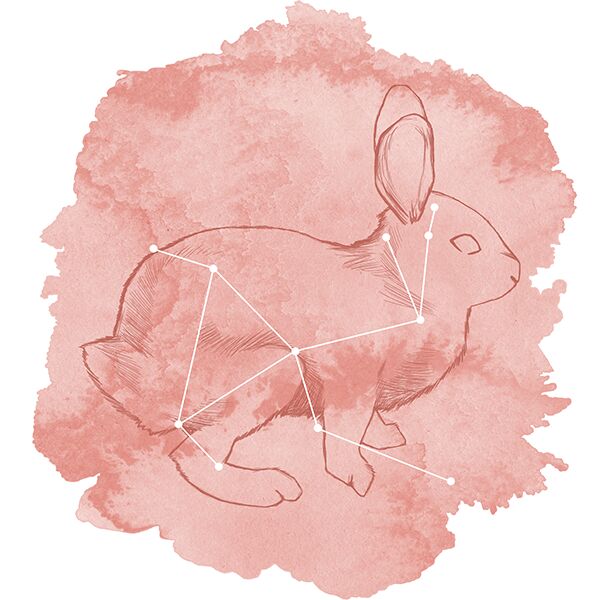 Lepus Panel in Tulip