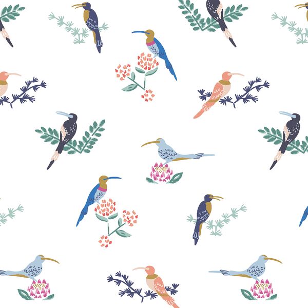 Sunbirds in Cape Town