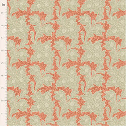 Stella in Coral
