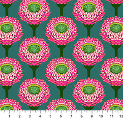 Strawflower in Bursting