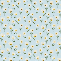 Wild Daisy in Blue Sky