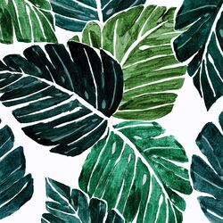 Monstera Leaves in Tropical