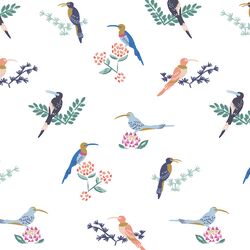 Sunbirds in Cape Town