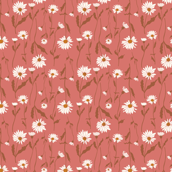 Wild Daisies in Rosa