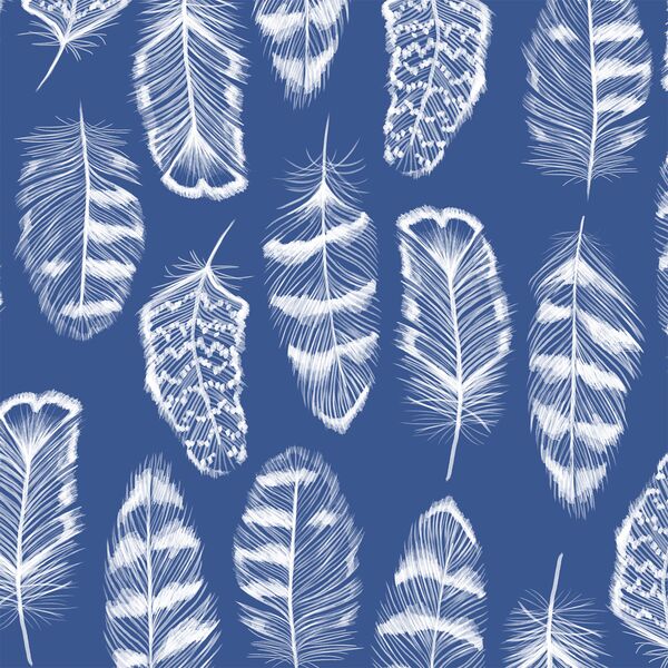 Plume in Blue Jay