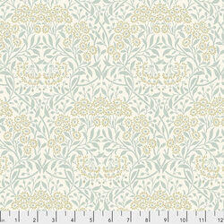 Michaelmas Daisy in Ivory