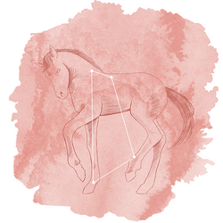 Equuleus Panel in Tulip