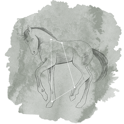 Equuleus Panel in Sage