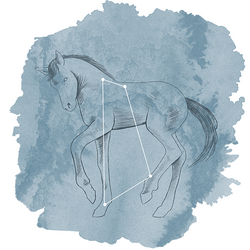 Equuleus Panel in Marine