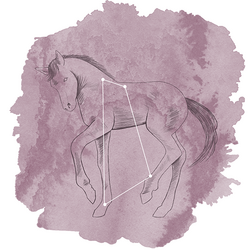 Equuleus Panel in Celestial