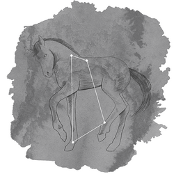 Equuleus Panel in Charcoal