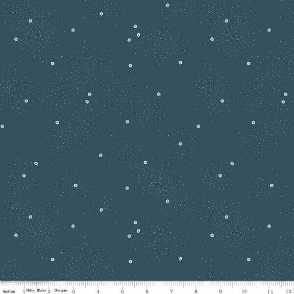 Dainty Daisy in Stargazer