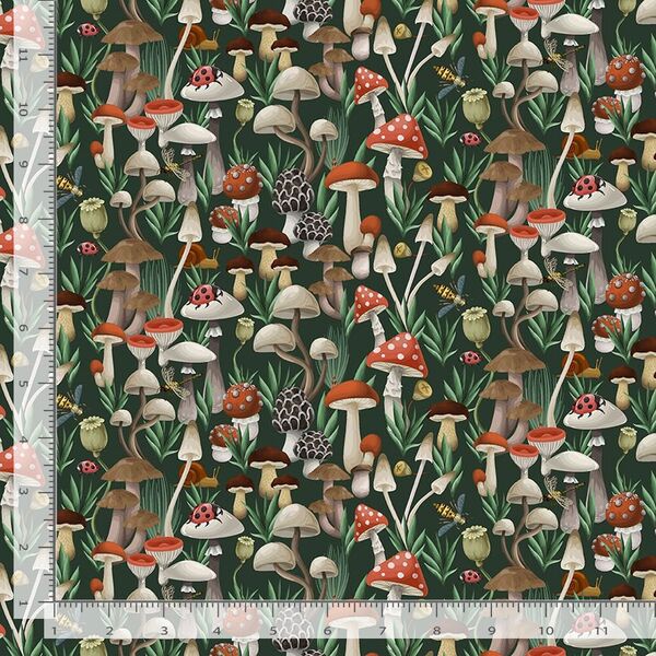 The Fungi Kingdom in Forest